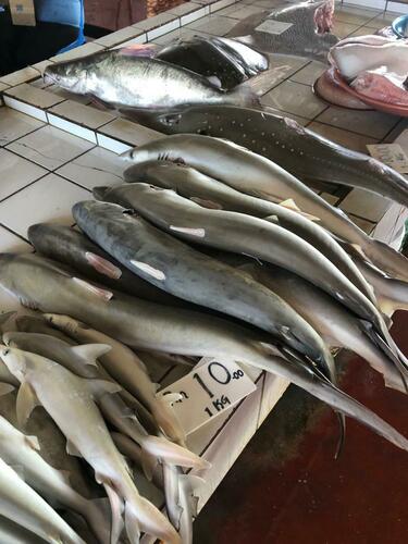 Whitespotted Guitarfish