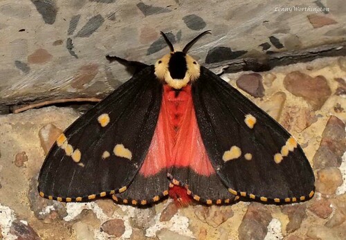 Lymantria semicincta