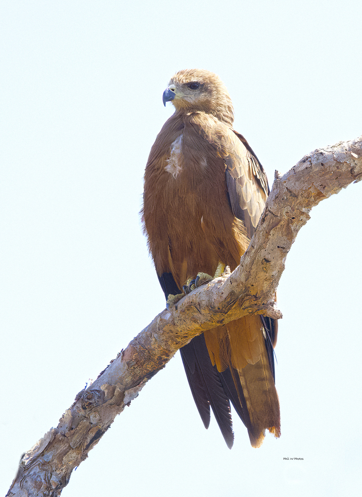 Black Kite from Middle Point NT 0822, Australia on August 19, 2022 at ...