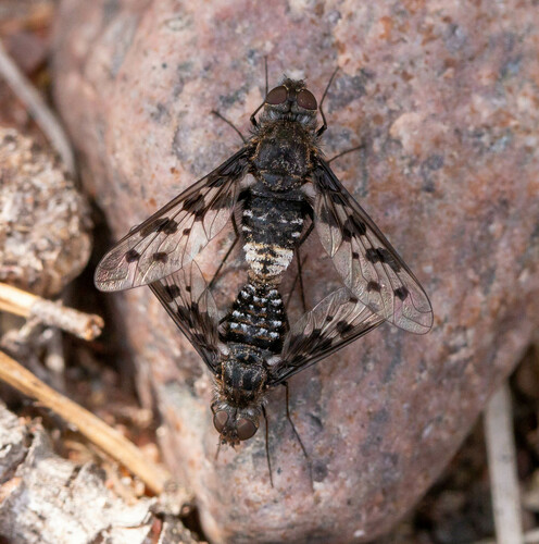 Anthrax varius Fabricius, 1794