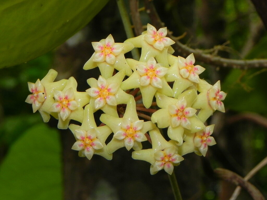 Hoya