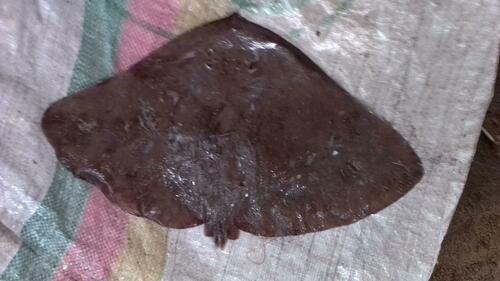 Séret's Butterfly Ray