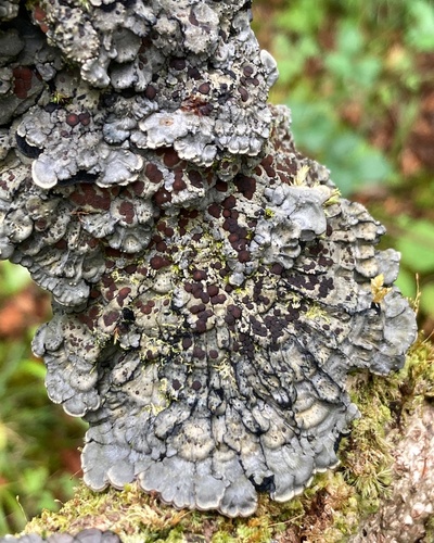 Pectenia cyanoloma
