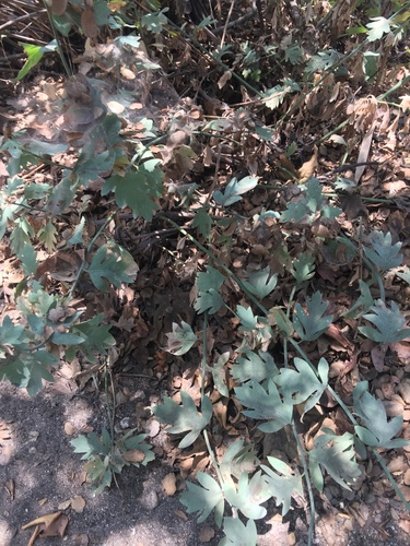 Matillija Poppy foliage