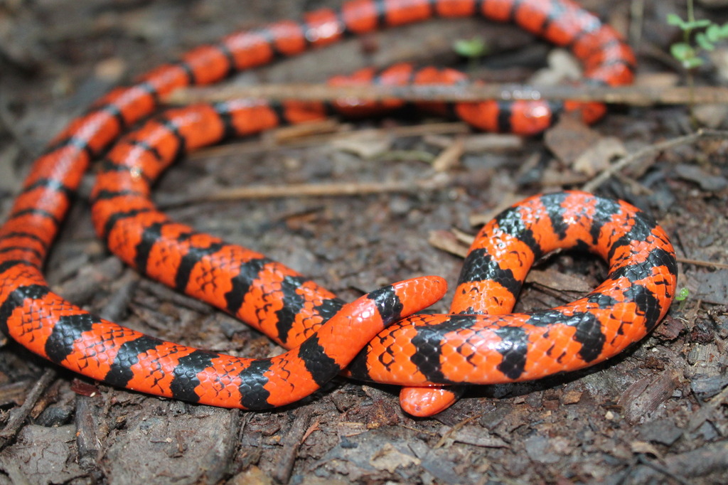 Stock photo of Coral pipe snake (Anilius scytale) Iwokrama, Guyana.  Available for sale on