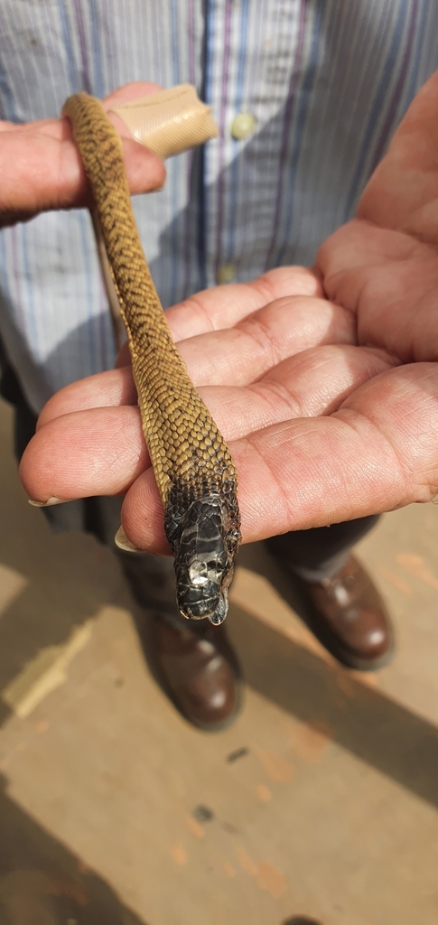 Arabian Cobra from 7F5V+62 منتزة وجلسات، Abha 62545, Arabia Saudita on ...