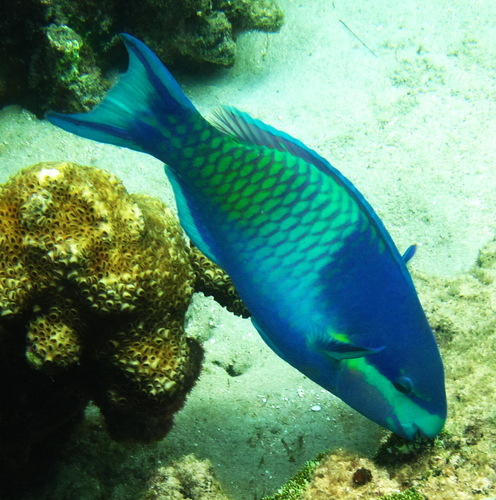 Five-saddle Parrotfish
