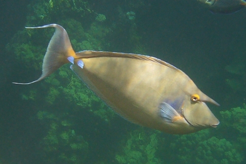 Bluespine Unicornfish