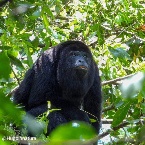 Yucatán Black Howler Monkey