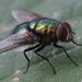 Caesar Greenbottle Fly - Photo (c) A Kobold, all rights reserved, uploaded by A Kobold