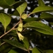 Planchonella myrsinifolia - Photo (c) Nicholas John Fisher, todos los derechos reservados