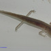 Austin Blind Salamander - Photo (c) deeann, all rights reserved