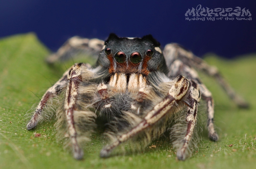 Putnam's Jumping Spider in July 2016 by Jay Sun Len. Adult female and ...