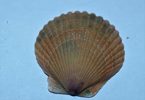 Subspecies Argopecten irradians concentricus · iNaturalist