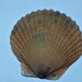 Argopecten irradians concentricus - Photo (c) brandonh1, all rights reserved, uploaded by brandonh1