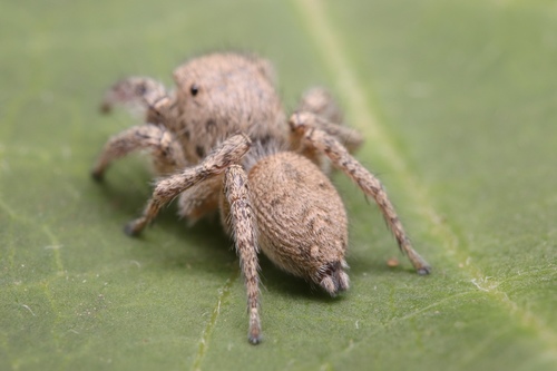 Habronattus coecatus