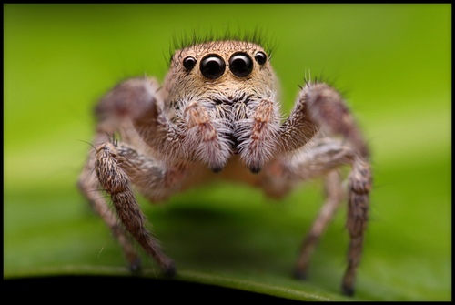 Habronattus coecatus