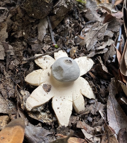 rounded earthstar