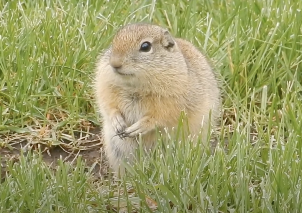 Belding's Ground Squirrel from 36391 Sodhouse Ln, Princeton, OR 97721 ...