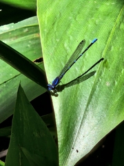 Argia oculata image