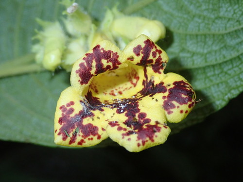 Gasteranthus leopardus