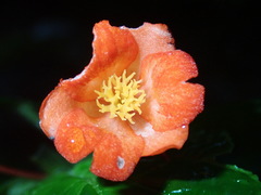 Begonia longirostris image
