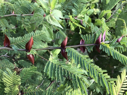 Boat-spine Acacia