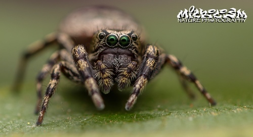 Hart's Jumping Spider