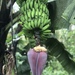 Plátanos - Photo (c) rewood1221, todos los derechos reservados