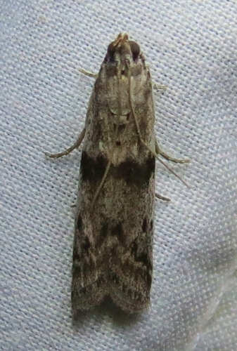 Homoeosoma asylonnastes
