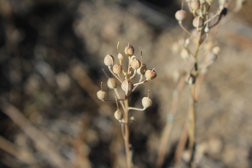 Physaria kingii ssp. latifolia