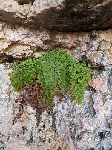 black maidenhair fern