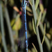Goblet-marked Damselfly - Photo (c) Flight69, all rights reserved, uploaded by Flight69