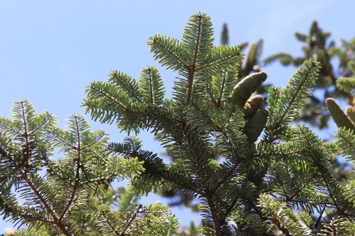Baishanzu fir (Abies beshanzuensis)
