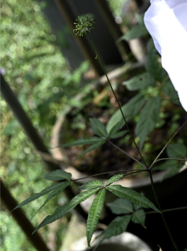 Panax notoginseng