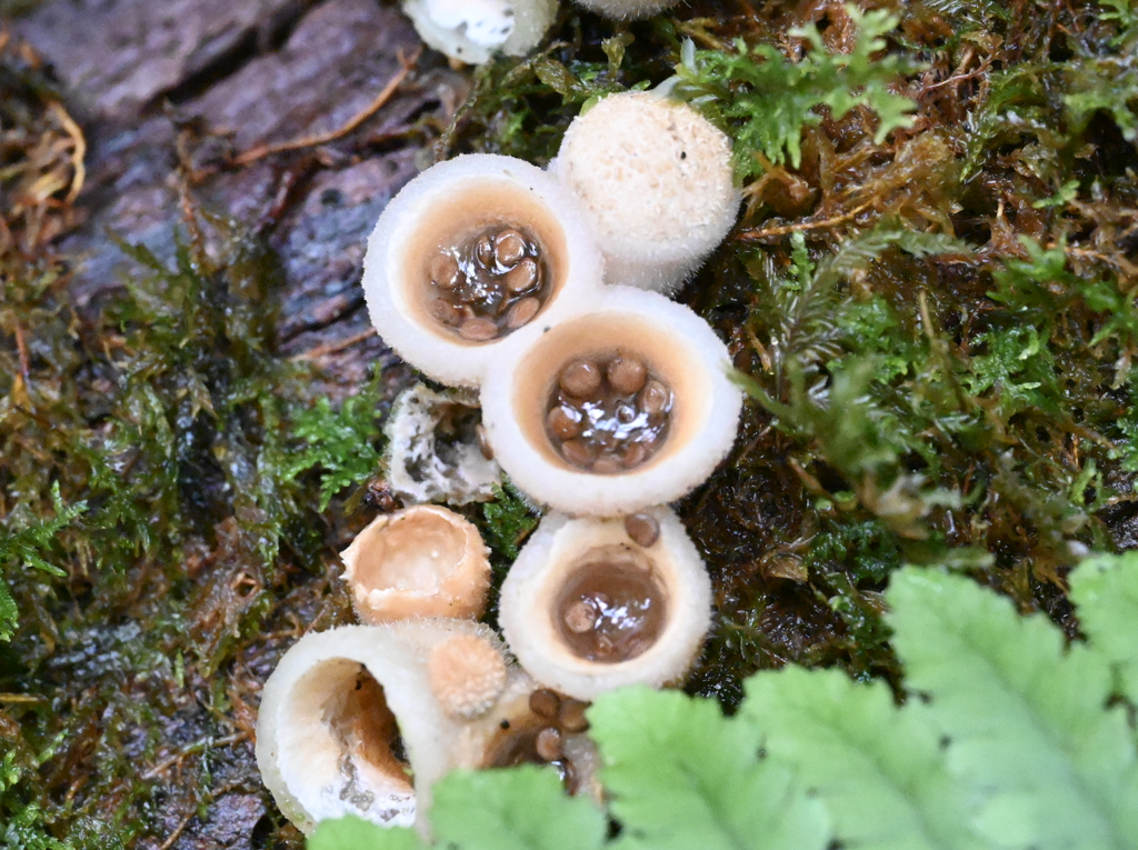 woolly bird's nest fungus from 中国云南省普洱市景东彝族自治县 on August 20, 2022 at 07