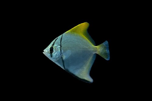 Diamondfish