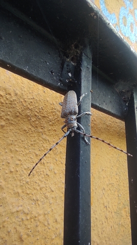 Cerosterna scabrator