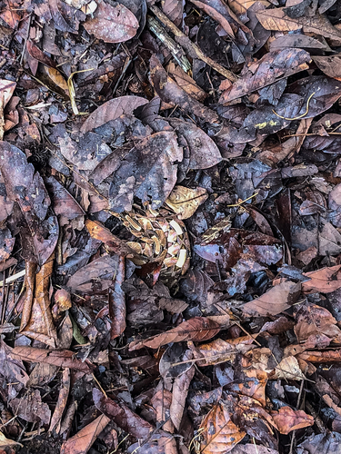 Gaboon Viper