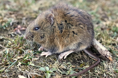 southern big-eared mouse (Loxodontomys micropus) — Least Concern Mammalia