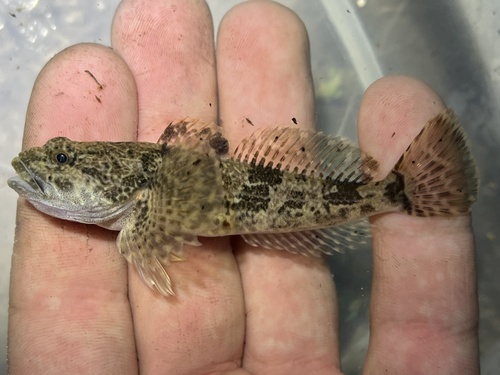 Bonneville Sculpin