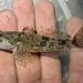 Cottus semiscaber - Photo 由 prickly_sculpin 所上傳的 (c) prickly_sculpin，保留所有權利