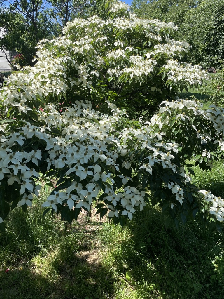 kousa dogwood from McCarren Park, New York, NY, US on June 05, 2022 at ...