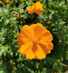 Cosmos sulphureus image