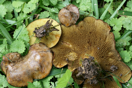 ash-tree bolete