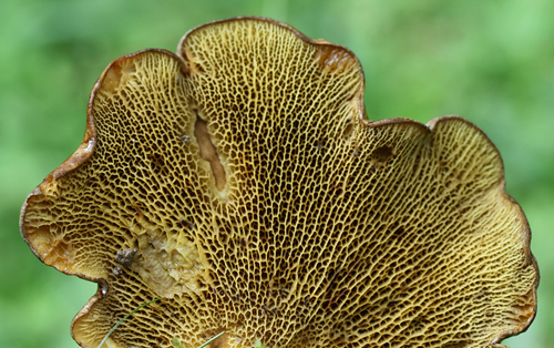 ash-tree bolete