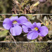 Barleria bremekampii - Photo (c) Warwick Tarboton, todos los derechos reservados, subido por Warwick Tarboton