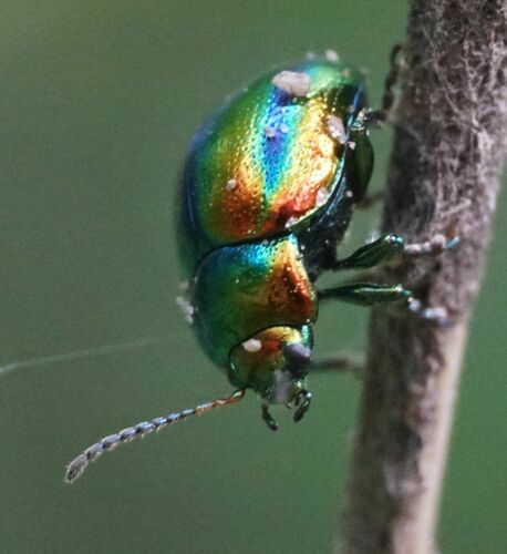Dead-nettle Leaf Beetle