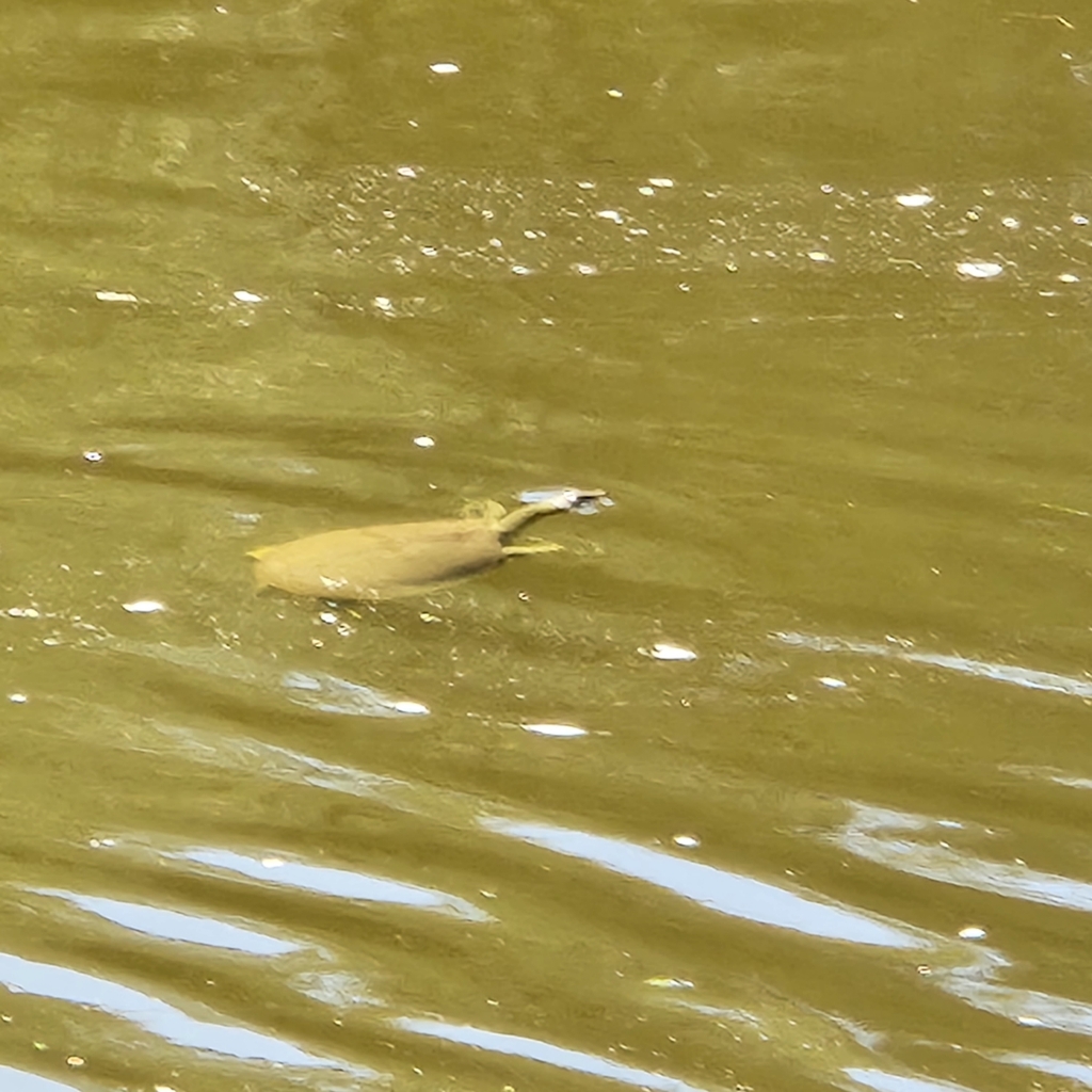 Wisconsin Softshell Turtle Spiny Softshell from Milwaukee, WI 53212, USA on August 24, 2022 at 03: ...