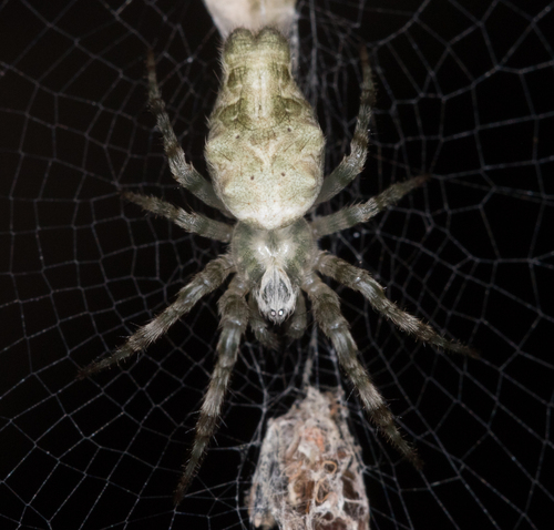 Bifurcate Trashline Orbweaver